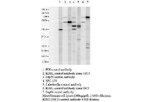 Western blot analysis of Human Cell line lysates showing detection of KDEL protein using Rabbit Anti-KDEL Polyclonal Antibody . (KDEL anticorps  (Atto 488))