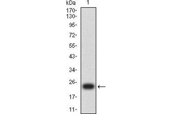 MSH6 anticorps  (AA 374-540)