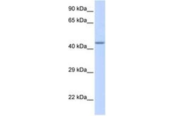 ZNF589 anticorps  (AA 216-265)
