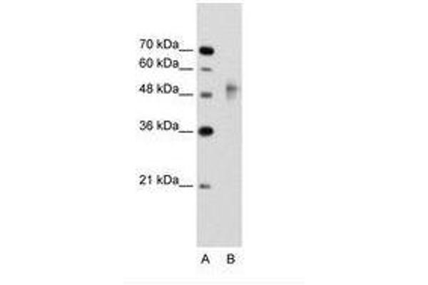 RNF38 anticorps  (AA 21-70)
