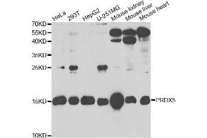Western blot analysis of extracts of various cell lines, using PRDX5 antibody (ABIN5973743) at 1/1000 dilution. (Peroxiredoxin 5 anticorps)