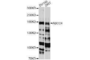 Western blot analysis of extracts of various cell lines, using ABCC4 antibody (ABIN5971224) at 1:3000 dilution. (ABCC4 anticorps)