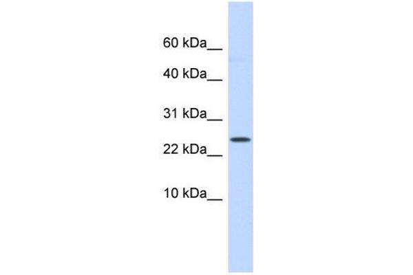 LYPD6 anticorps  (Middle Region)