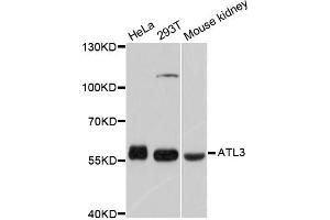 Western blot analysis of extracts of various cell lines, using ATL3 antibody. (ATL3 anticorps)