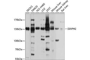 Western blot analysis of extracts of various cell lines, using DI antibody (ABIN6129350, ABIN6139616, ABIN6139617 and ABIN6214368) at 1:1000 dilution. (DIAPH2 anticorps  (AA 1-120))