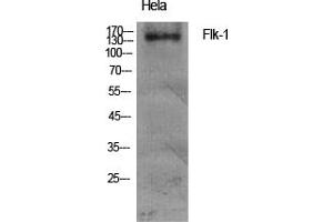 Western Blotting (WB) image for anti-VEGF Receptor 2 (VEGFR2) (Tyr951) antibody (ABIN5961553) (VEGFR2/CD309 anticorps  (Tyr951))