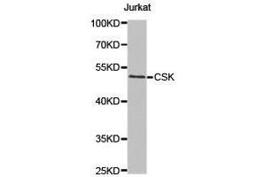 Western Blotting (WB) image for anti-C-Src tyrosine Kinase (CSK) antibody (ABIN1872031) (CSK anticorps)