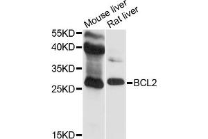 Western blot analysis of extracts of various cell lines, using BCL2 antibody (ABIN5970041) at 1/500 dilution. (Bcl-2 anticorps)
