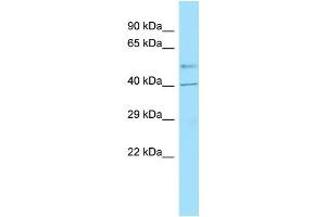 Western Blotting (WB) image for anti-G Protein-Coupled Receptor 6 (GPR6) (C-Term) antibody (ABIN2435714) (GPR6 anticorps  (C-Term))