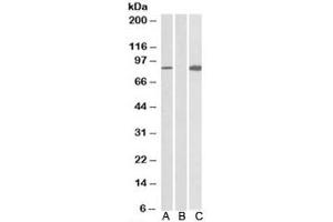 Western blot testing of HEK293 lysate overexpressing human STAT4-MYC probed with STAT4 antibody (0. (STAT4 anticorps)