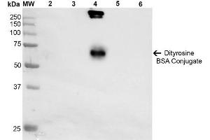 Western Blot analysis of Dityrosine-BSA Conjugate showing detection of 67 kDa Dityrosine-BSA using Mouse Anti-Dityrosine Monoclonal Antibody, Clone 10A6 . (Dityrosine anticorps  (PE))