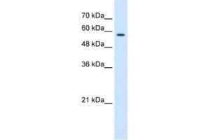 Western Blotting (WB) image for anti-Chaperonin Containing TCP1, Subunit 8 (Theta) (CCT8) antibody (ABIN2462906) (CCT8 anticorps)