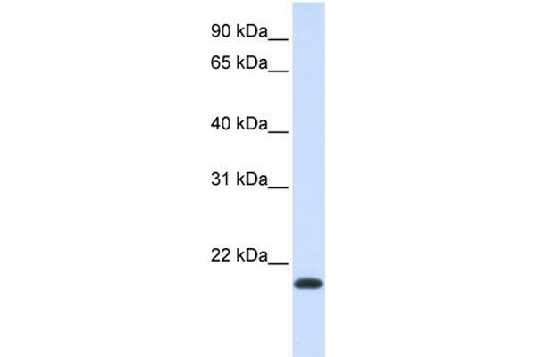 NKAIN1 anticorps  (Middle Region)
