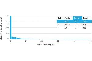 Analysis of Protein Array containing >19,000 full-length human proteins using CD63 Mouse Monoclonal Antibody (LAMP3/2881) Z- and S- Score: The Z-score represents the strength of a signal that a monoclonal antibody (MAb) (in combination with a fluorescently-tagged anti-IgG secondary antibody) produces when binding to a particular protein on the HuProtTM array. (CD63 anticorps  (AA 100-197))