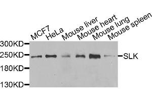 Western blot analysis of extracts of various cell lines, using SLK antibody (ABIN5975495) at 1/1000 dilution. (SLK anticorps)