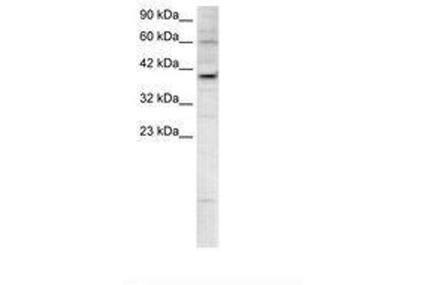 KIF25 anticorps  (AA 302-351)