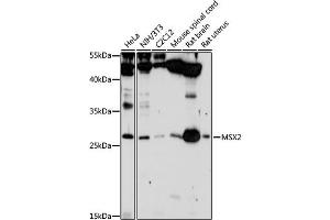 Western blot analysis of extracts of various cell lines, using MSX2 antibody (ABIN3015838, ABIN3015839, ABIN3015840 and ABIN6219185) at 1:1000 dilution. (Msx2/Hox8 anticorps  (AA 1-267))