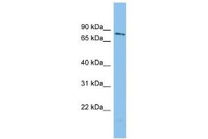 WDR49 antibody used at 1 ug/ml to detect target protein. (WDR49 anticorps  (N-Term))