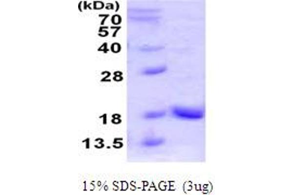 UBL4A Protein (AA 1-157) (His tag)