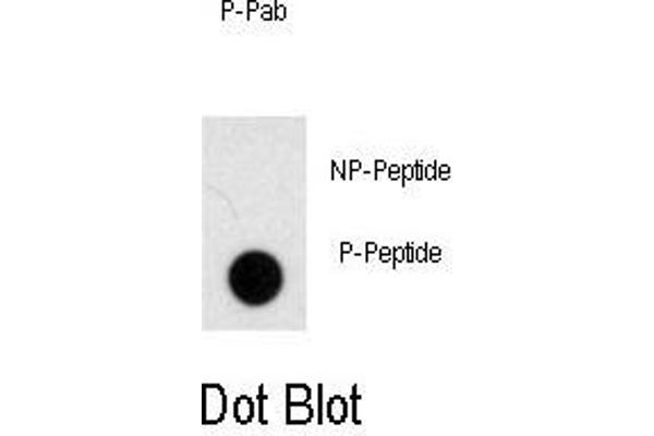 NOMO1 anticorps  (pSer1205)