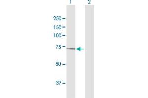 Western Blot analysis of TGFBI expression in transfected 293T cell line by TGFBI MaxPab polyclonal antibody. (TGFBI anticorps  (AA 1-683))