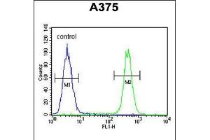 Flow cytometric analysis of A375 cells (right histogram) compared to a negative control cell (left histogram). (Chromosome 6 Open Reading Frame 170 (C6ORF170) (AA 112-139), (N-Term) anticorps)