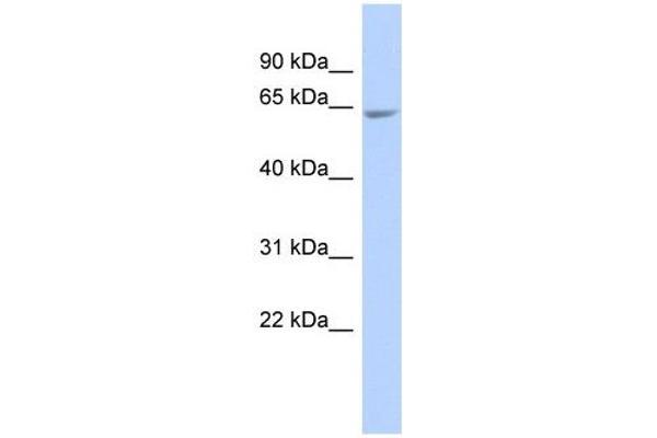 UDP-N-Acetyl-alpha-D-Galactosamine:polypeptide N-Acetylgalactosaminyltransferase 18 (GALNT18) (Middle Region) anticorps