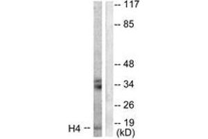 Western blot analysis of extracts from Raw264. (Histone H4 anticorps  (AA 15-64))