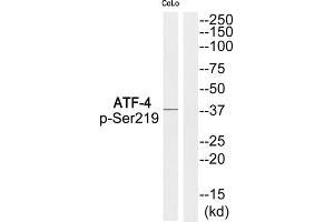 Western Blotting (WB) image for anti-Activating Transcription Factor 4 (Tax-Responsive Enhancer Element B67) (ATF4) (pSer219) antibody (ABIN1847859) (ATF4 anticorps  (pSer219))