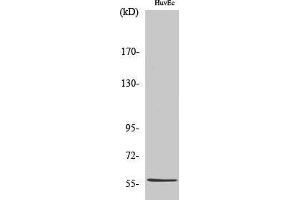 Western Blotting (WB) image for anti-BEN Domain Containing 4 (BEND4) (Internal Region) antibody (ABIN3183714) (BEND4 anticorps  (Internal Region))