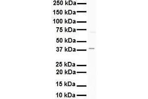 WB Suggested Anti-AGER antibody Titration: 1 ug/mL Sample Type: Human K562 (RAGE anticorps  (C-Term))