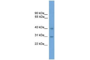 WB Suggested Anti-MAPK13 Antibody Titration: 0. (MAPK13 anticorps  (Middle Region))