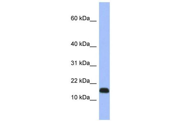 RPL37A anticorps  (Middle Region)