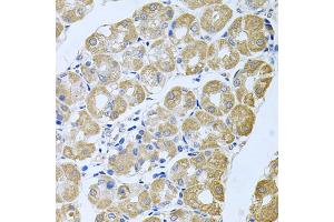 Immunohistochemistry of paraffin-embedded human stomach using STRN3 antibody. (STRN3 anticorps)