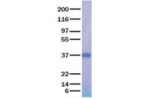 Validation with Western Blot (APOE Protéine)