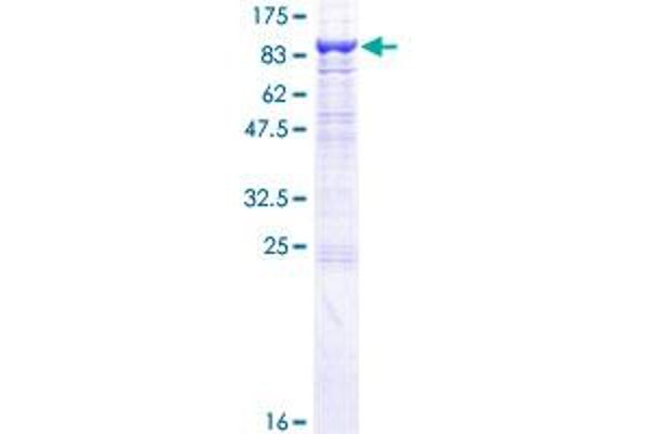 MPL Protein (AA 1-635) (GST tag)