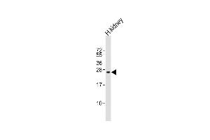 Western Blotting (WB) image for anti-Regenerating Islet Derived Protein 3 gamma (REG3g) (AA 89-116) antibody (ABIN651794)