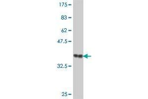 Western Blot detection against Immunogen (38. (ADAMDEC1 anticorps  (AA 361-470))