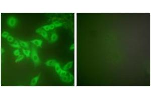 Immunofluorescence (IF) image for anti-Cystatin B (Stefin B) (CSTB) (AA 49-98) antibody (ABIN2889258) (CSTB anticorps  (AA 49-98))