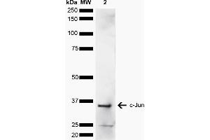 Western blot analysis of Human Cervical cancer cell line (HeLa) lysate showing detection of ~35. (C-JUN anticorps  (AA 200-300) (FITC))