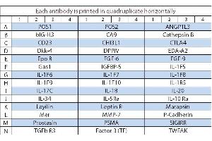 Image no. 1 for Human Cytokine Array Q8 (ABIN4956060) (Humain Cytokine Array Q8)