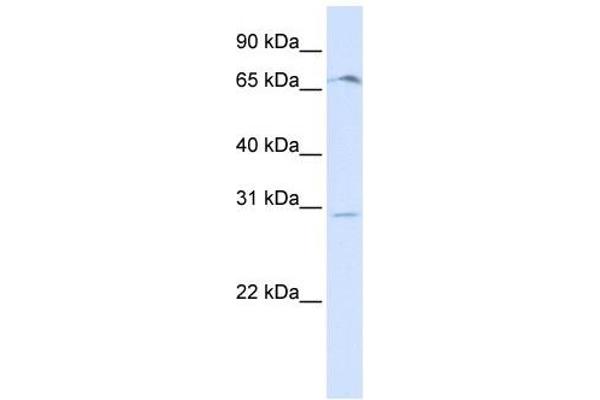 OR6C75 anticorps  (Middle Region)