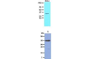 The HeLa cell lysate (30ug) were resolved by SDS-PAGE, transferred to NC membrane and probed with anti-human HAX1 antibody (1:1000). (HAX1 anticorps)