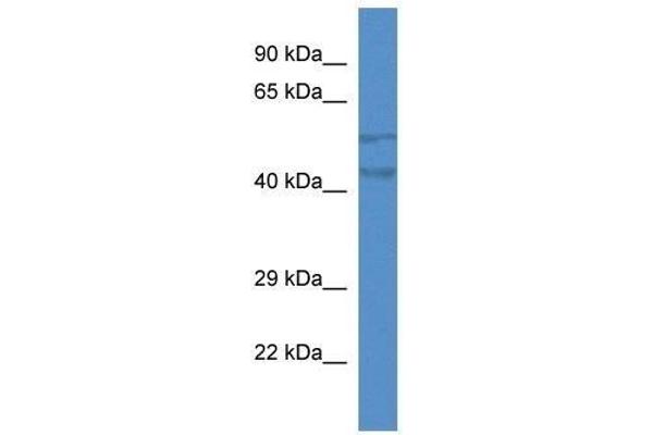 TMEM102 anticorps  (N-Term)