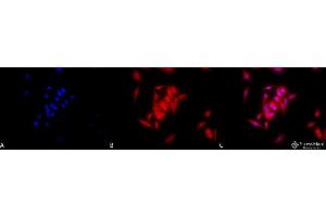 Immunocytochemistry/Immunofluorescence analysis using Rat Anti-GRP94 Monoclonal Antibody, Clone 9G10 . (GRP94 anticorps  (Atto 488))