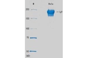 Western Blotting (WB) image for anti-DNA Repair Protein Homolog 1 (RAD51) antibody (ABIN2452093)