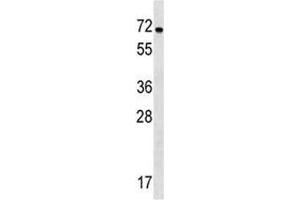 NOX1 antibody western blot analysis in WiDr lysate. (NOX1 anticorps  (AA 243-271))