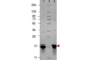 IL-3 Human Recombinant Protein - SDS-PAGE. (IL-3 Protéine)