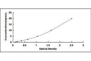 ELISA image for phosphofructokinase, Muscle (PFKM) ELISA Kit (ABIN433654) (PFKM Kit ELISA)