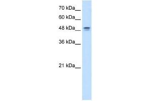 DHODH antibody used at 0. (DHODH anticorps  (N-Term))